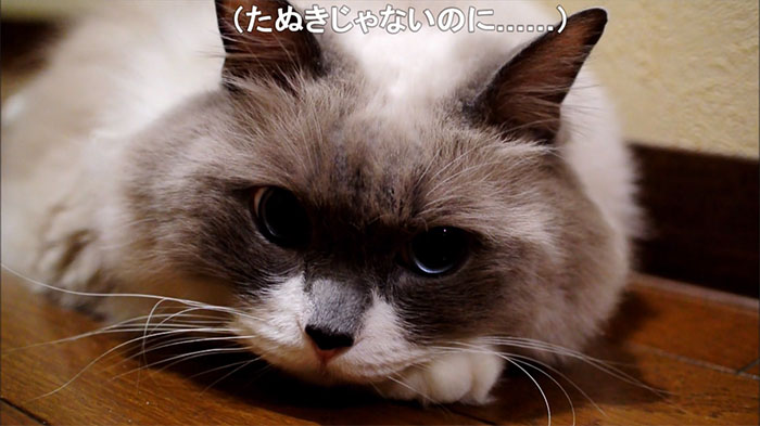 タヌキじゃないにゃ 宅配の人にタヌキと呼ばれてしまう猫ちゃんが圧倒的にかわいい Ameba News アメーバニュース