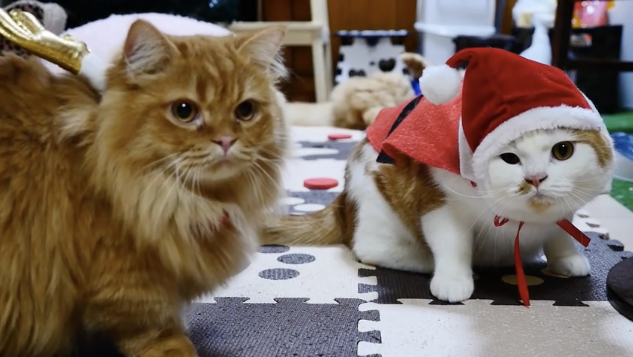 猫界のクリスマスパーティーに参加してみた サンタやトナカイのコスチュームに身を包んだ 聖なる癒し猫 たちをお届け Ameba News アメーバニュース