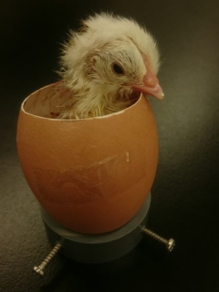 【閲覧注意】ニワトリの卵の上部をカットして、中身まる見えで成長過程を観察してみた
