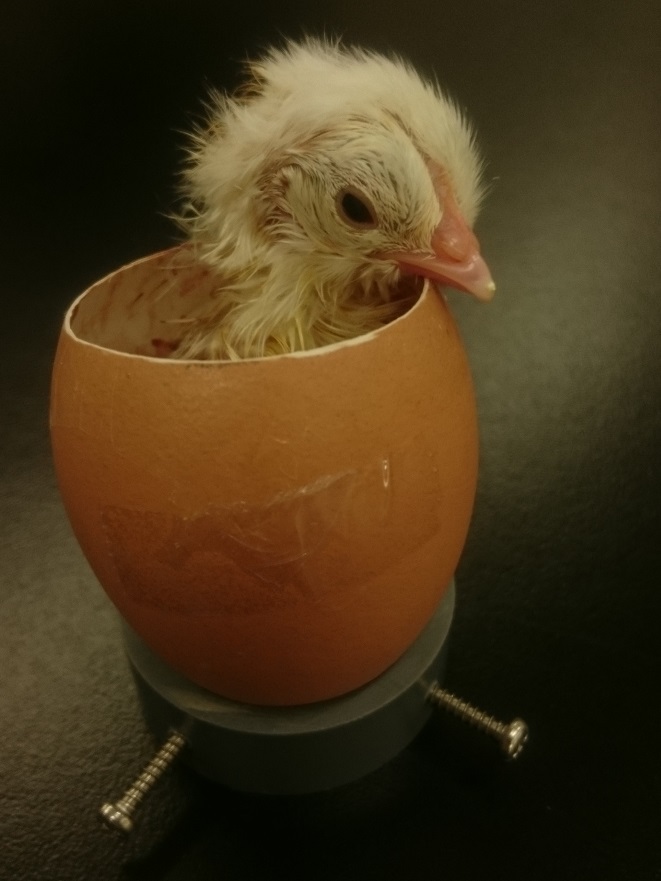 閲覧注意 ニワトリの卵の上部をカットして 中身まる見えで成長過程を観察してみた ニコニコニュース オリジナル