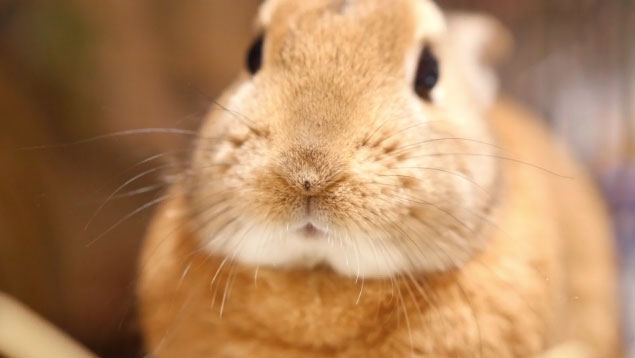 うさぎの仲間で最も小さいネザーランドドワーフ じ っと見つめる視線に キュン死せずに耐えられますか