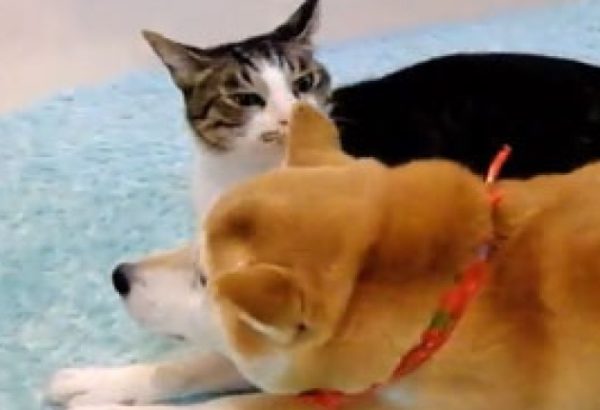 柴犬さんと猫さんが暖かい場所の取り合い。2匹が選んだベストポジションとは？