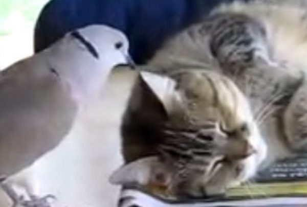 勝つのはどっち？ 眠たい猫さんVS遊んでほしい鳩さん。