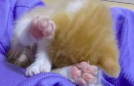 膝の上で必死に毛繕いをする赤ちゃん猫。ピンク色の肉球が丸見えです。