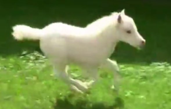 まるで天使 天馬 真っ白な子馬がモフモフの尻尾を揺らして走ります 走るのが楽しくてしょうがない子馬が超カワイイ