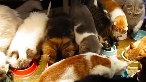 ここは天国ですか？ 10匹以上のネコちゃん達が机の上で壮絶モフモフご飯タイム。ドッタンバッタン大騒ぎ！