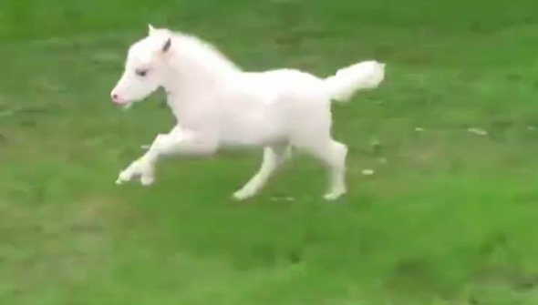 まるで天使 天馬 真っ白な子馬がモフモフの尻尾を揺らして走ります 走るのが楽しくてしょうがない子馬が超カワイイ
