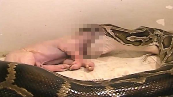 【閲覧注意】うわぁ…… 極太のニシキヘビが子豚を丸呑みする映像が物凄くえげつない
