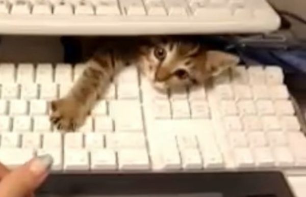 全力で仕事の邪魔をしてくるネコちゃん。ペンを咥える、机の隙間から、タブレットの上にも……、でも可愛いから全部許しちゃう！