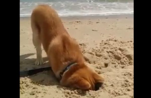 砂浜で穴掘りをした結果、穴にはまって動けなくなった柴犬