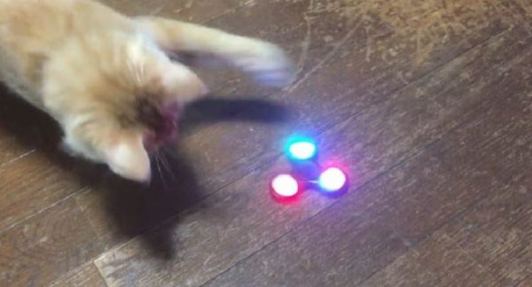 光るハンドスピナーに興味津々の子猫ちゃん。「ボクも回すにゃん！ 猫パーンチ！」