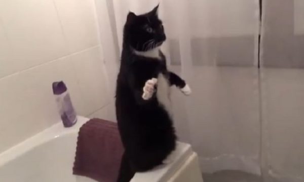 「こっちへ来いニャー！」猫が立ち上がって鏡の中の自分を呼ぶ姿が必死すぎる