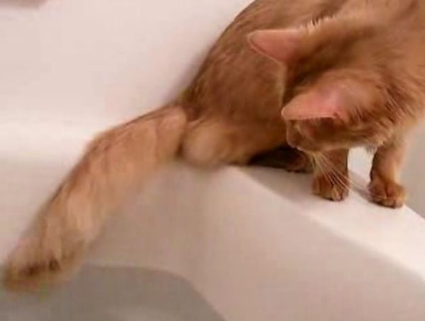 お風呂に尻尾を入れにきては、グルグル尻尾を追いかけながら去ってゆく不思議な猫ちゃん