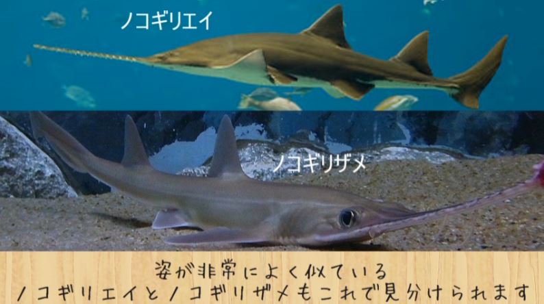 マンタとエイってどう違うの サメって名前だけれど 実はサメじゃない魚の見分け方は ニコニコニュース オリジナル