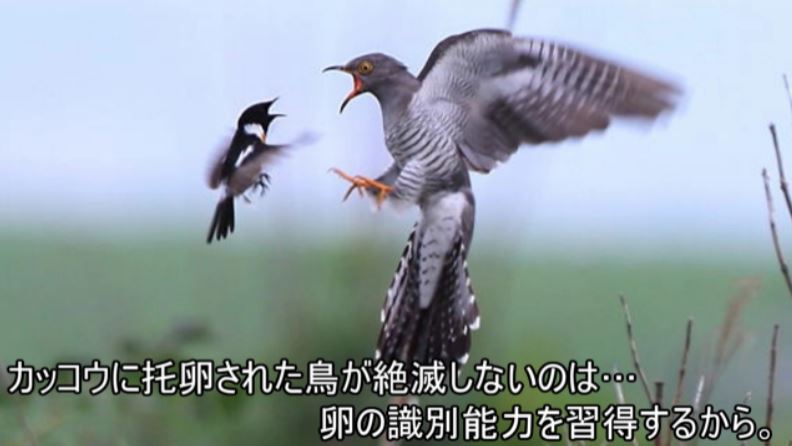 カッコウはなぜ托卵するの カッコウに托卵された鳥が絶滅しないのはどうしてなの 種の存続をかけた進化の戦いがすごい