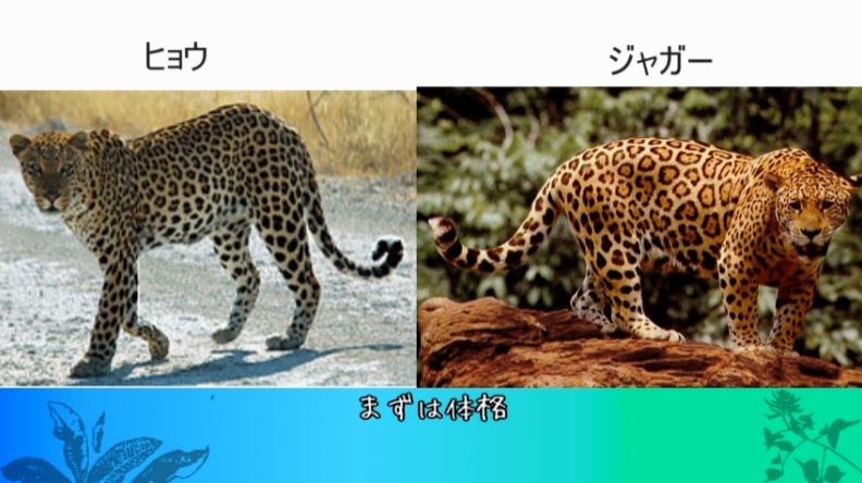 ヒョウ柄かと思ってたらジャガー柄の可能性も ヒョウとジャガーの違いを詳しく説明します