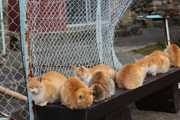もふもふ毛玉150コ ねこの楽園「青島」から撮れたてほやほやのニャンコ写真集をお届け【猫の日】