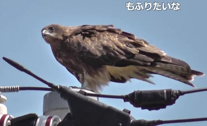 トンビの鳴き声が知らせる春の訪れ 凛々しい横顔と風になびく羽 大河ドラマのような光景に ふつくしい