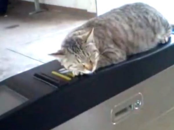 駅の改札で眠り続ける猫。どんなに人が通っても動じない様子に「撫でたくて仕方がない」
