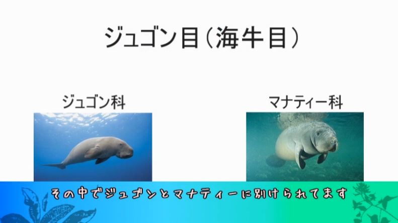 どっちがジュゴンでどっちがマナティ 人魚のモデルになったと言われる海の生き物はどっちも可愛かった ニコニコニュース オリジナル
