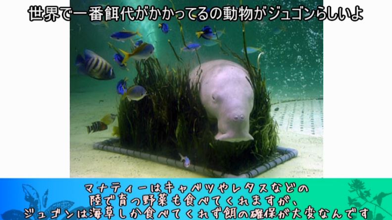 どっちがジュゴンでどっちがマナティ 人魚のモデルになったと言われる海の生き物はどっちも可愛かった