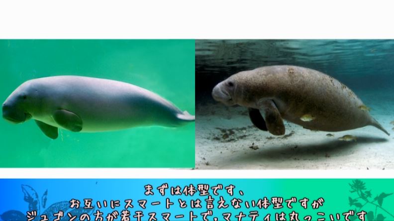 どっちがジュゴンでどっちがマナティ 人魚のモデルになったと言われる海の生き物はどっちも可愛かった ニコニコニュース オリジナル