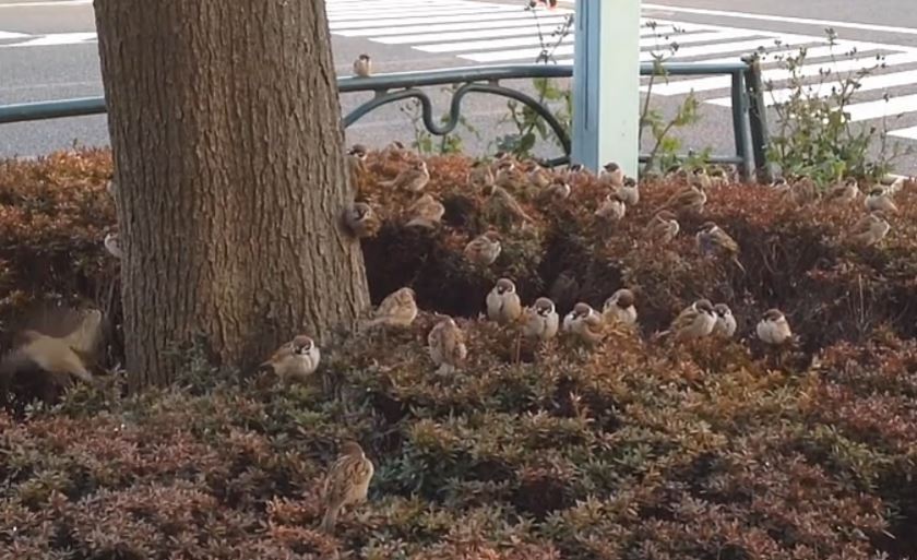 かわいいスズメたちが道端の茂みからこんにちは コロコロ もふもふのスズメの群れに 天国 飛び込みたい の声