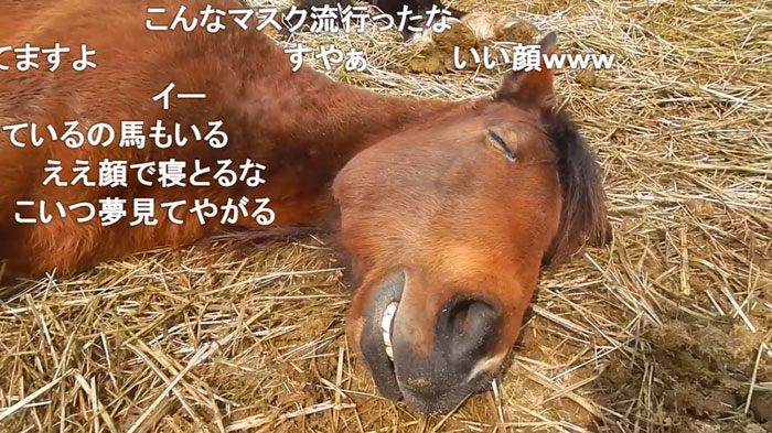 スヤァ 熟睡している馬の表情がオッサンみたいで可愛い ほんのり癒やされる寝顔に 野生を忘れてる 女房とおなじだ ニコニコニュース オリジナル