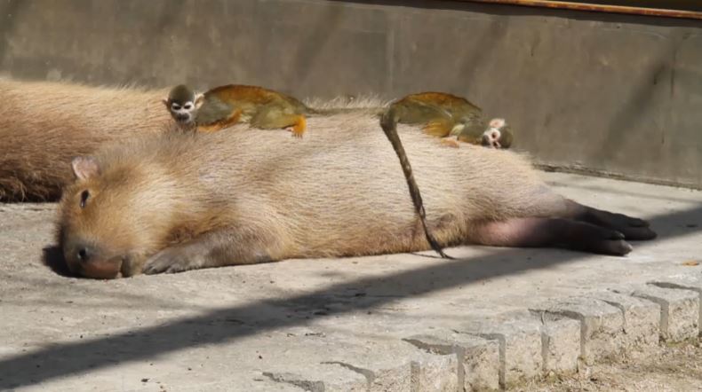 カピバラさんの上で眠りたいリスザルちゃんたち ふかふかのお腹でスヤスヤ眠る姿に トトロのメイだな