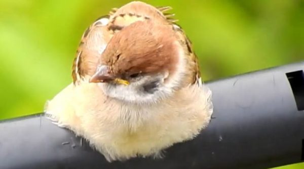 巣立ちの季節ならではの表情を見せる子スズメさんたち　電線でまどろんだり、羽を広げて餌をねだる様子に「うわああ可愛いいい！」
