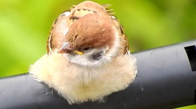 巣立ちの季節ならではの表情を見せる子スズメさんたち 電線でまどろんだり 羽を広げて餌をねだる様子に うわああ可愛いいい