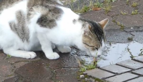 野良ネコさん、猛暑のせいで水をがぶ飲み　冷たいお水を必死にペロペロする様子をご覧ください