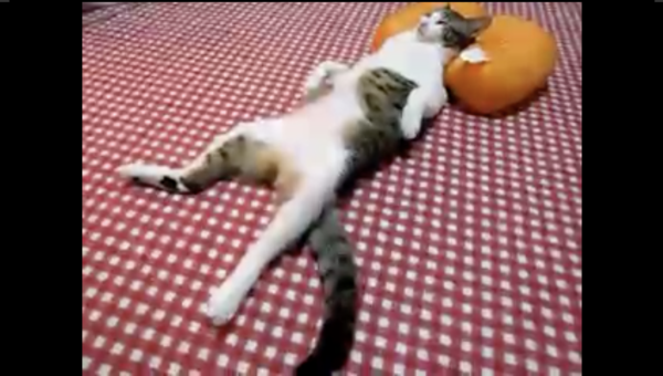 ハロウィン明けの渋谷か！ カボチャ色の枕で“オッサンのように”眠るネコが、酔いつぶれた人間にしか見えない件
