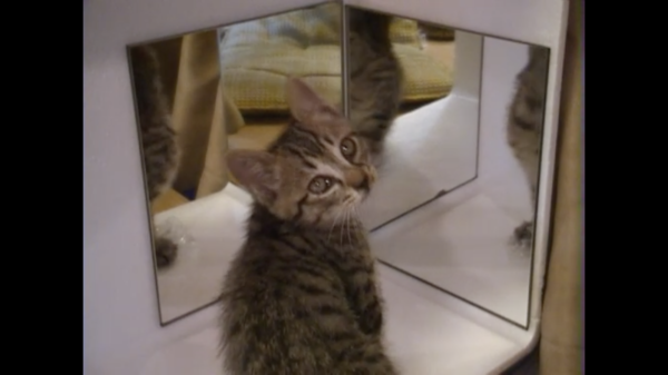 もう3匹のボク…？ 子猫さん、鏡に映る複数の自分にアタック！ 鏡の謎を解き明かそうと試みるも、「解せぬ」な展開に