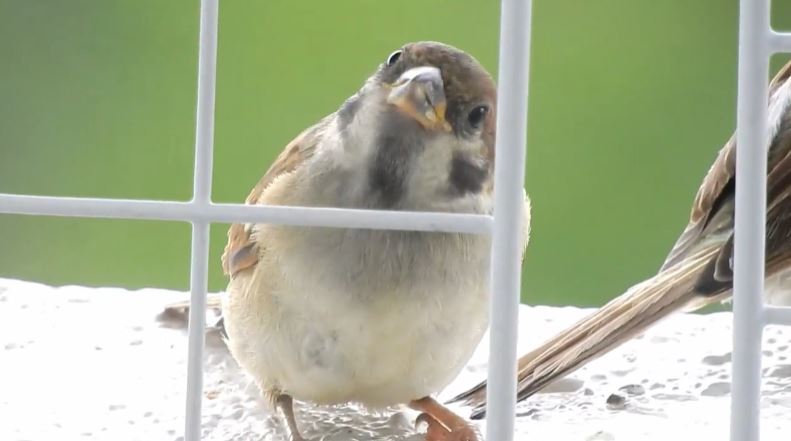 小首をかしげてこちらを見つめる子スズメちゃん つぶなら瞳と小さなくちばしに 可愛い 癒される