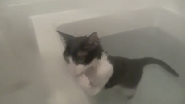 セクシー猫の湯けむり入浴…！ お風呂でゆったりする猫さんに「猫って水苦手じゃなかった？」「湯気が邪魔すぎる」の声