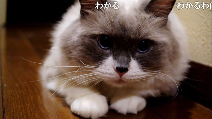 タヌキじゃないにゃ 宅配の人にタヌキと呼ばれてしまう猫ちゃんが圧倒的にかわいい ニコニコニュース オリジナル