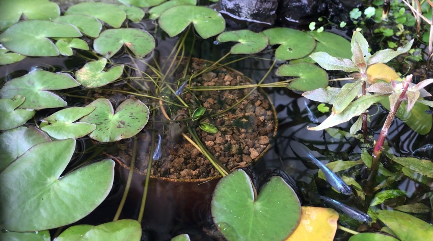 水面に浮かぶ睡蓮の花 気持ちよさそうに泳ぐメダカたち ベランダビオトープの半年間の記録に癒やされよう ニコニコニュース オリジナル