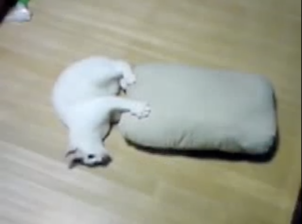 【珍行動】床の上で“枕を回しまくる”猫さんを発見。猛烈なスピードに驚きの声多数「はええw」「これはまるでハムスター…」
