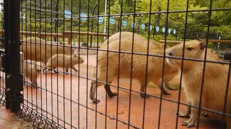 Capybara124 | ニコニコニュース オリジナル
