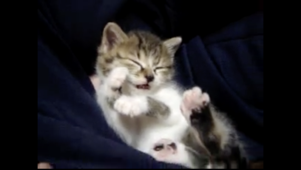 子猫、“自分が寝落ちしていたこと“にビックリしすぎて呆然自失に。かわいすぎる寝落ち体勢に「なにその手！」「なにその肉球！」