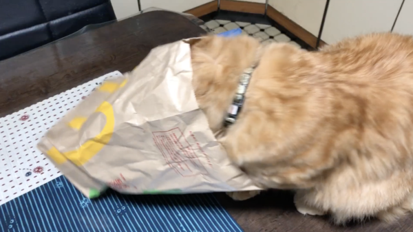 ついやっちゃうんだ♪ 空っぽの“マックの紙袋”に頭をツッコミまくる猫を発見。「いい匂いだもんな」「ランランルー」の声