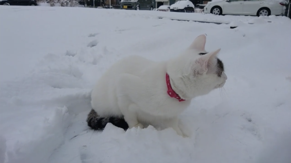 初めて雪を見た猫、どう反応する？ ビビりつつも徐々に慣れて遊びはじめる姿が尊すぎる「雪はどうや」「保護色じゃん」