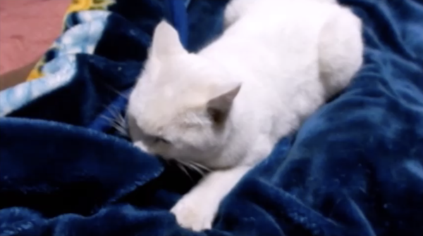 モフモフがやめられない猫さん。我を忘れて“お気に入りの毛布”をモフモフし続ける姿に「いい毛布だ」「この動きかわいい…」の声
