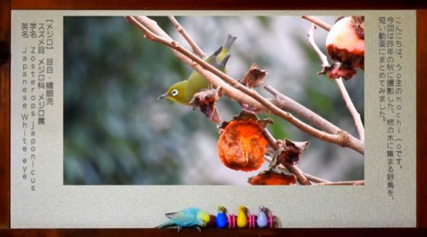 野鳥が集まる人気スポット。 メジロ、ムクドリ、スズメ…鳥たちが柿の実をついばむ姿が可愛いくて和む！