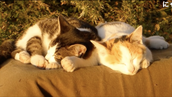【発見】夕日+くつろぐ野良猫=“すごい癒し効果”があることが判明。冬の夕日のエモさと、猫さんたちの絶妙な表情の組み合わせをご覧あれ