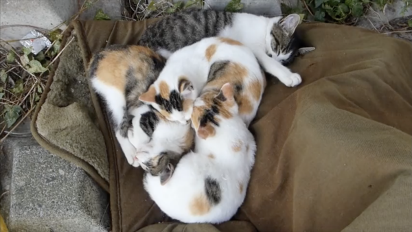 これが“猫団子”だ！ あまりの寒さに、集団で暖をとる野良猫さんたち…毛布買い足してあげたい…「ウロボロスか」「混ざりたい」の声
