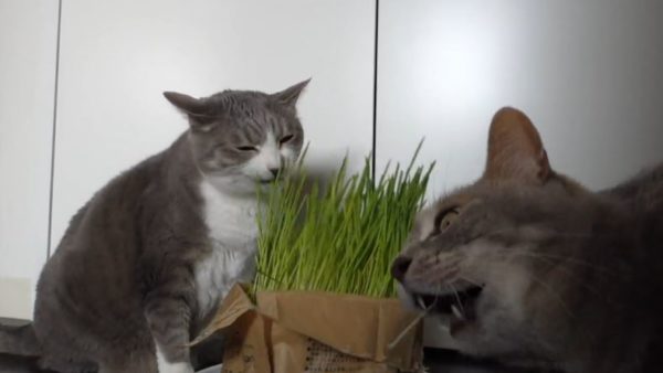ベジタリニャンのサラダバー！ 猫草を貪るニャンコたちの表情が必死すぎて「これは草」「草キメてますわ」の声