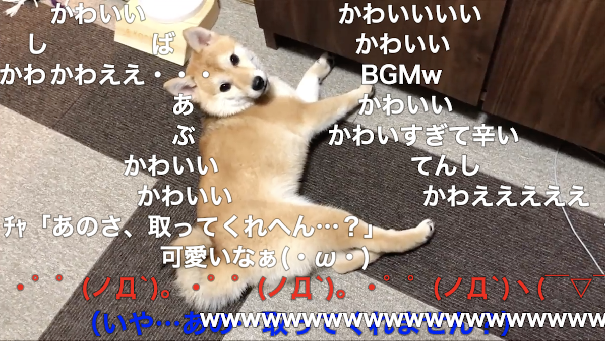 柴犬 棚の下から懸命にボールを取り出そうとするも 取れない 寝っ転がって エア犬かき を続ける姿に シャドーボクシング 頭良すぎる の声