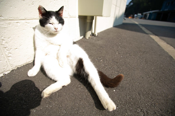 『今日はにゃんだか騒がしいにゃ！』 猫の楽園「田代島」のにゃんこ写真集をお届け【猫の日】